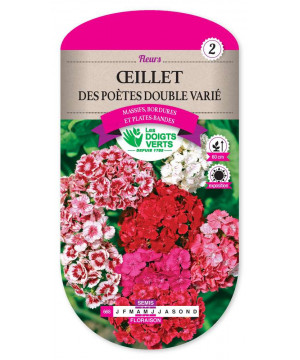 668 OEILLET DES POETES DOUBLE