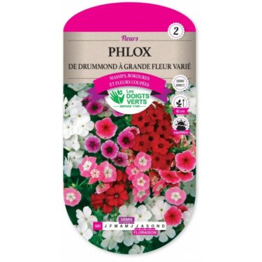 680 PHLOX DE DRUMMOND GRANDE FLEUR VARIE