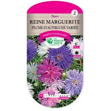694 REINE MARGUERITE PLUME AUTRUCHE