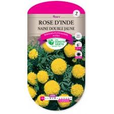 708 ROSE D'INDE NAINE DOUBLE JAUNE