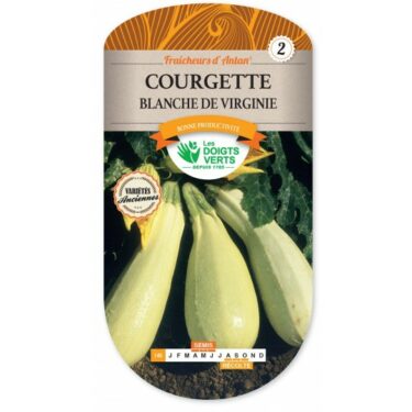 146 COURGETTE BLANCHE DE VIRGINIE