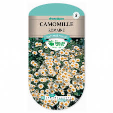 468 CAMOMILLE ROMAINE