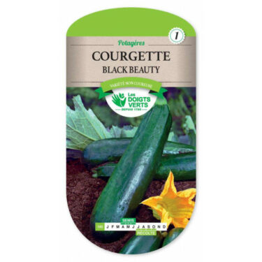 149 COURGETTE BLACK BEAUTY