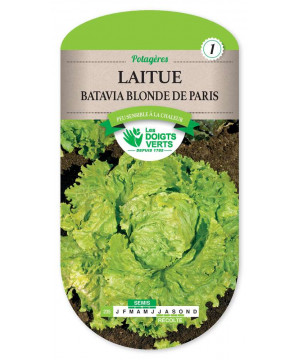 235 LAITUE BATAVIA BLONDE DE PARIS