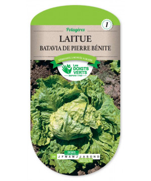 238 LAITUE BATAVIA PIERRE BENITE