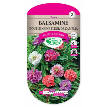 516 BALSAMINE DOUBLE FLEUR CAMELIA
