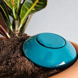 OLLAS BOLET BLEU CANARD