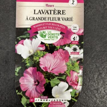 621 LAVATERE A GRANDE FLEUR VARIE