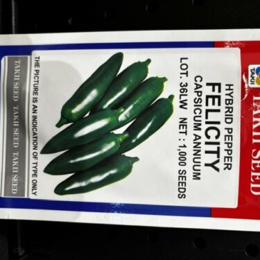 TAKII POIVRON FELICITY HYB.1M (LOT.36LW)